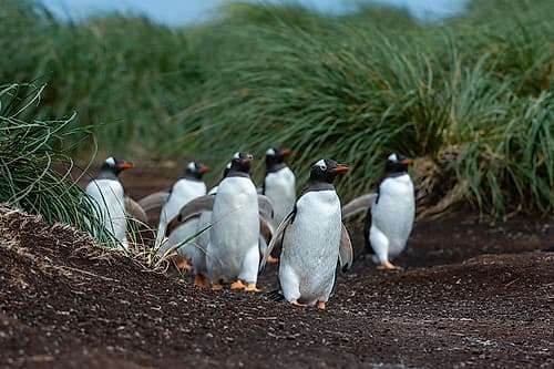 A Gentoo penguin-Pygoscelis Papua-walking to the beach Sea Lion Island-Falkland Islands Art Print